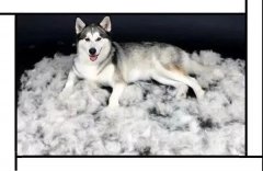 毛質(zhì)差、過度脫毛？華興重磅推出犬美毛處方糧
